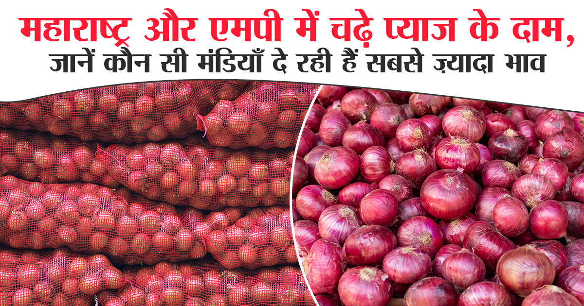 Onion price in Maharashtra and Madhya Pradesh