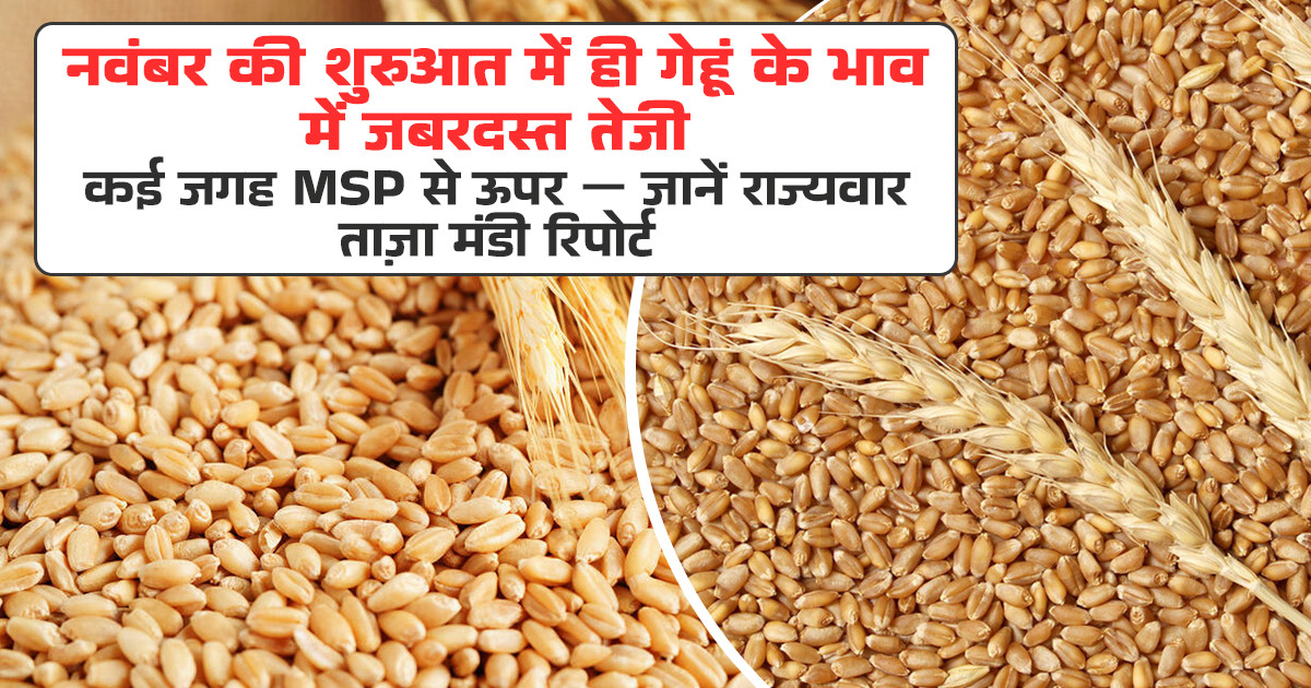 गेहूं का मंडी रेट