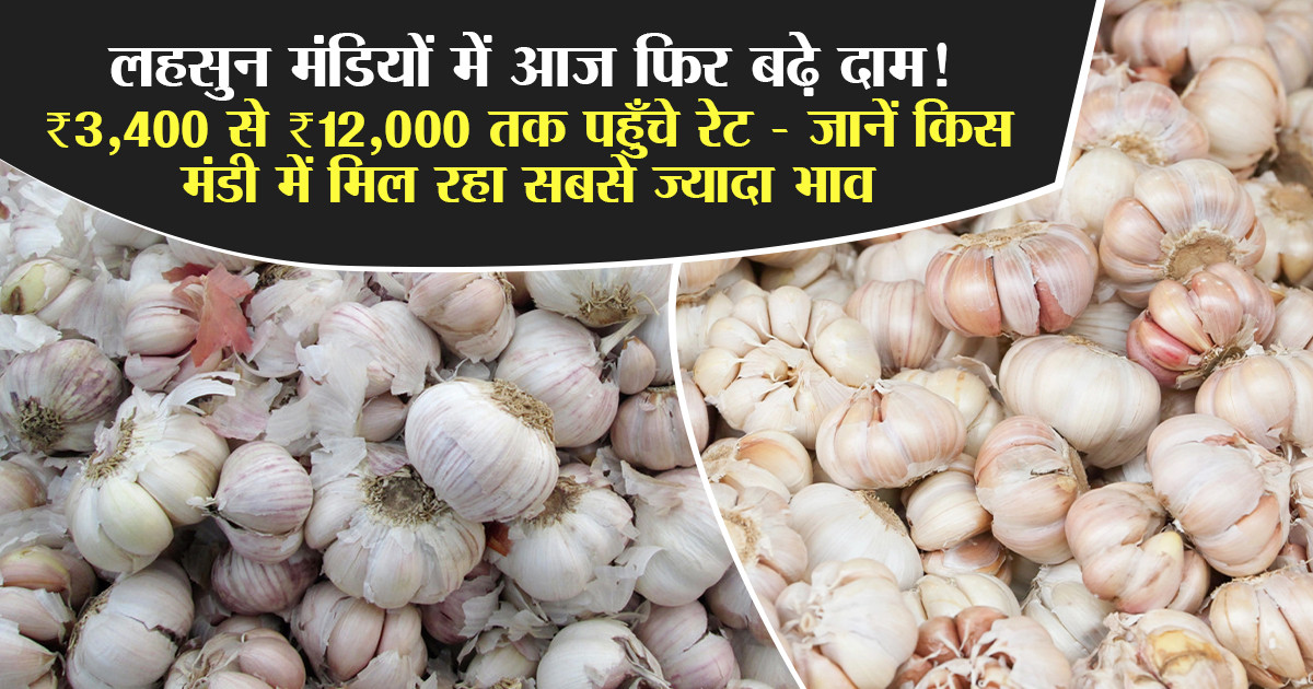 लहसुन का मंडी रेट