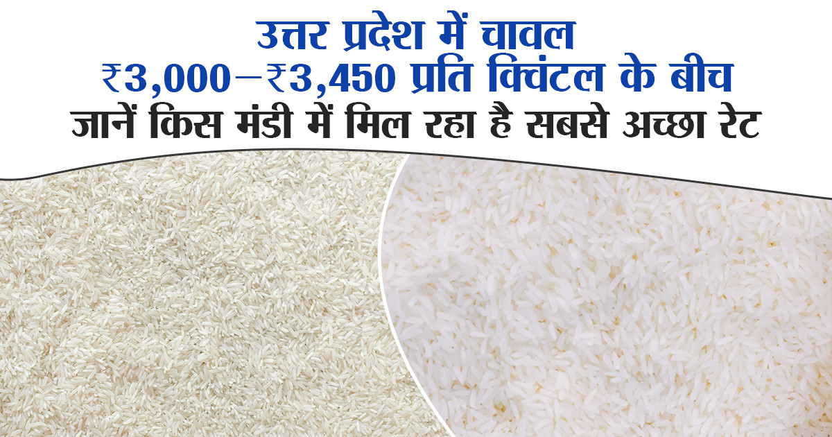 Rice Price in Uttar Pradesh Today