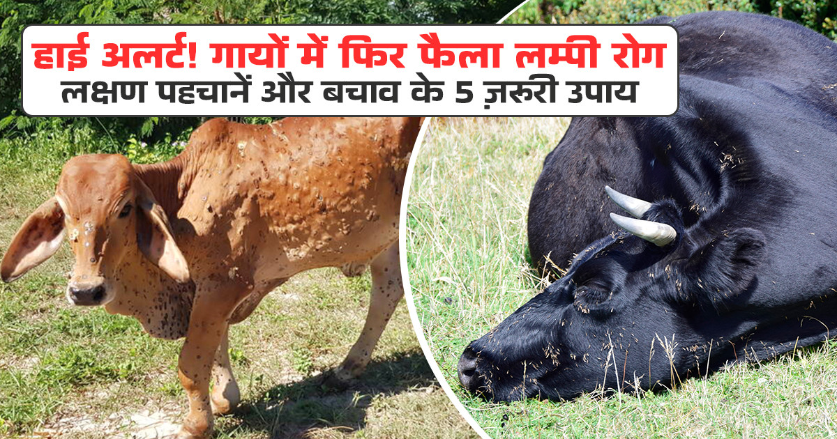 Lumpy Skin Disease in Cattle