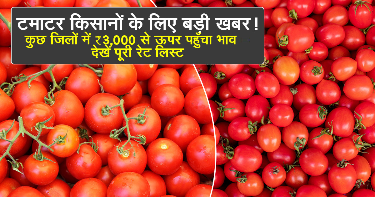उत्तर प्रदेश टमाटर मंडी भाव 2025