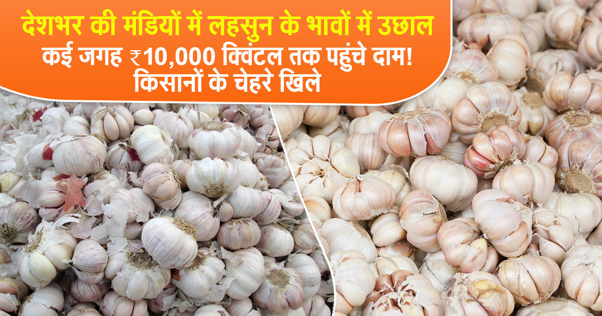 Garlic Price Today - (08 November, 2025)