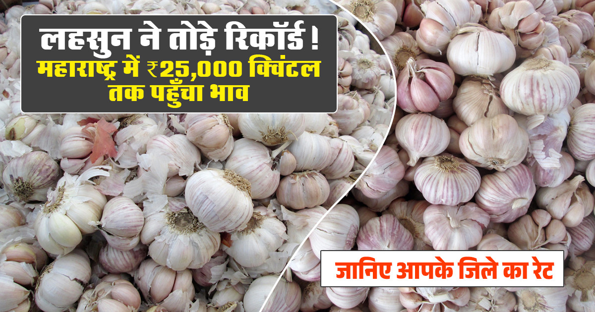 लहसुन मंडी भाव आज