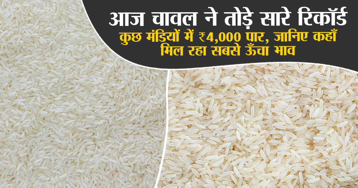 Rice mandi bhav