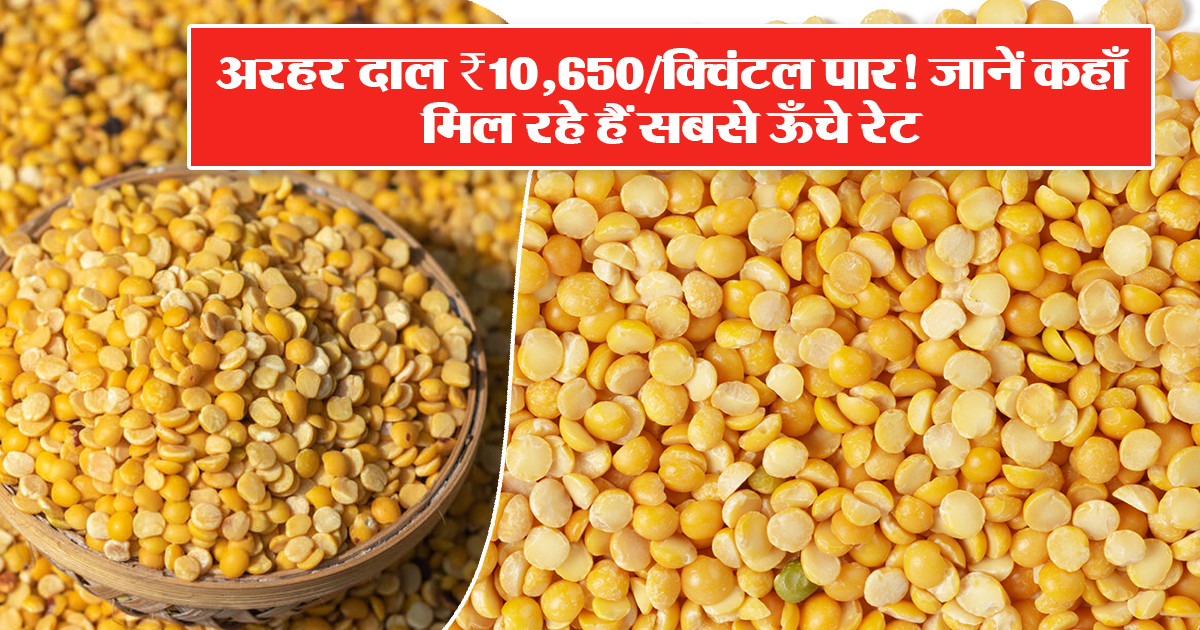अरहर दाल मंडी भाव