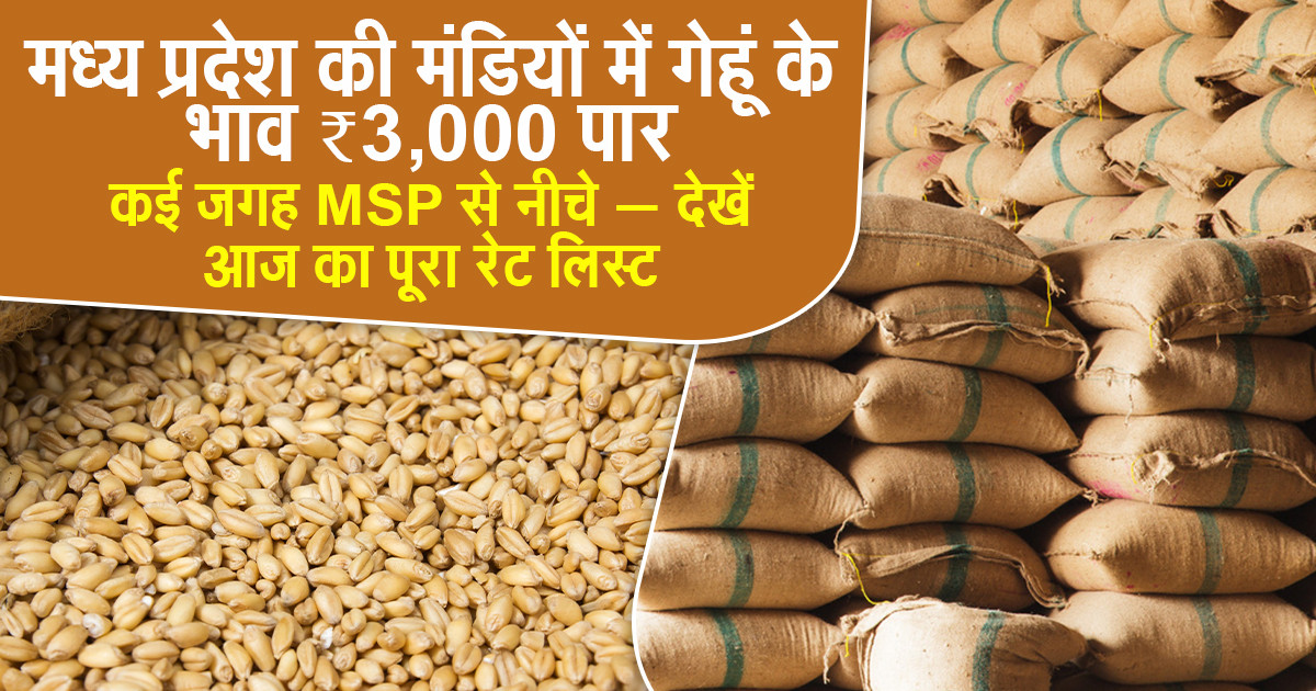 Wheat Price in MP Today