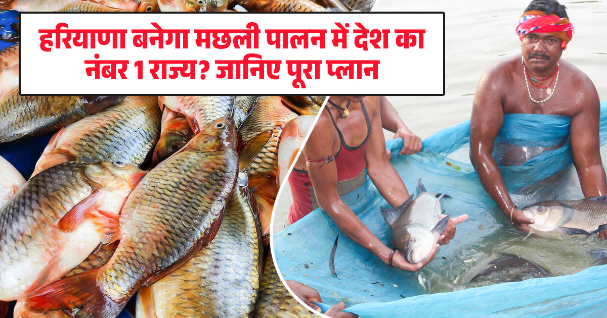 हरियाणा मछली पालन, Haryana Fish Farming