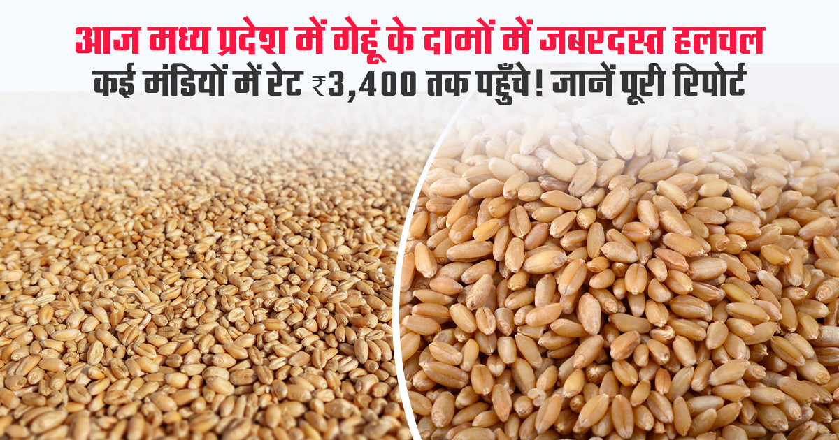 गेहूं का मंडी भाव