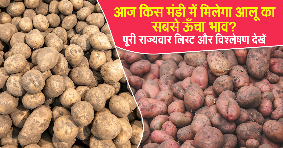 Potato Market Price Today in Gujarat