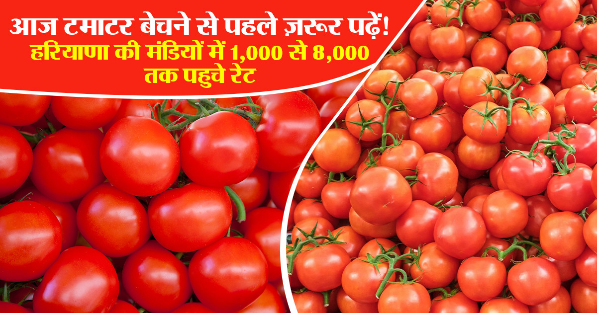 Tomato Market Price Today in Haryana