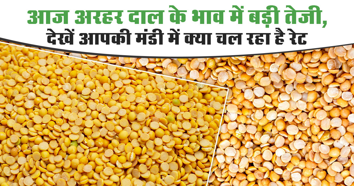 Arhar Price in Uttar Pradesh Today (20 November 2025)