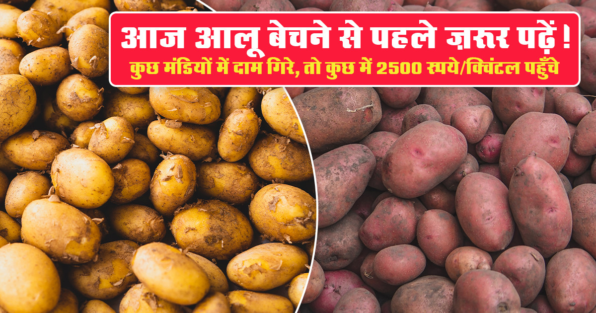 आलू मंडी भाव