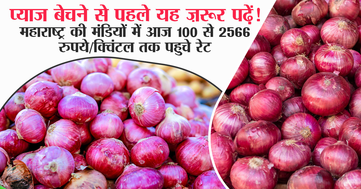 Maharashtra Onion Price Today