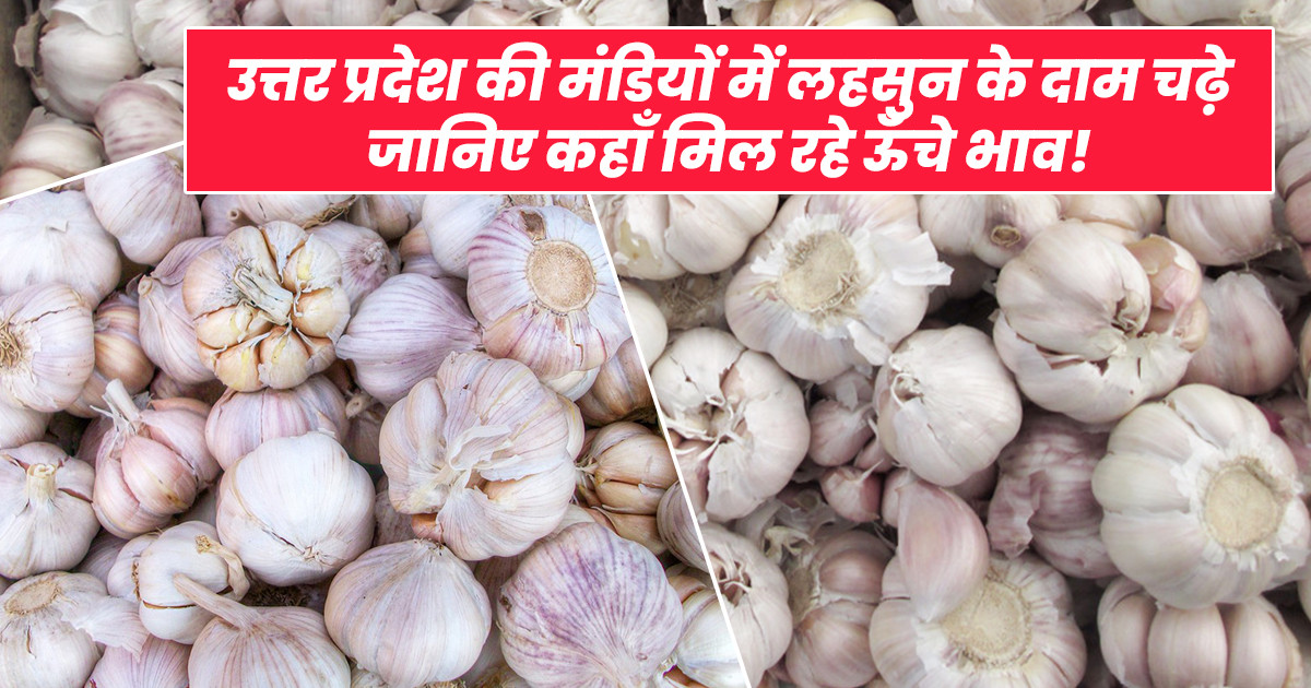 Garlic Price in Uttar Pradesh
