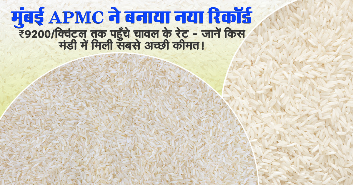 चावल का भाव आज