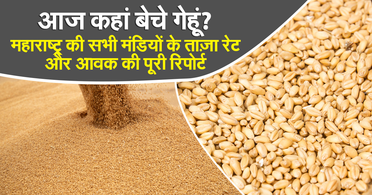 Maharashtra Mandi Wheat Rate Today