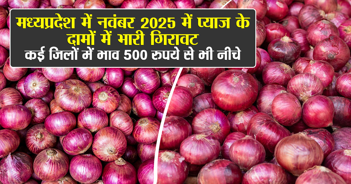 Madhya Pradesh Onion Rate November 2025