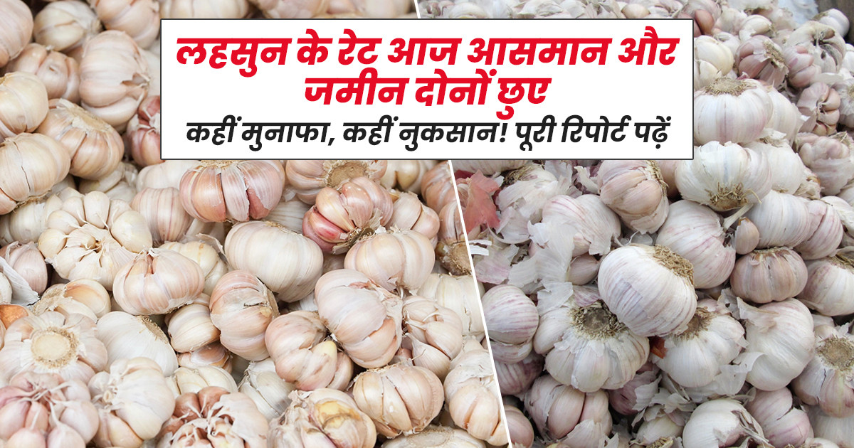 Garlic price haryana maharashtra - 28 november, 2025