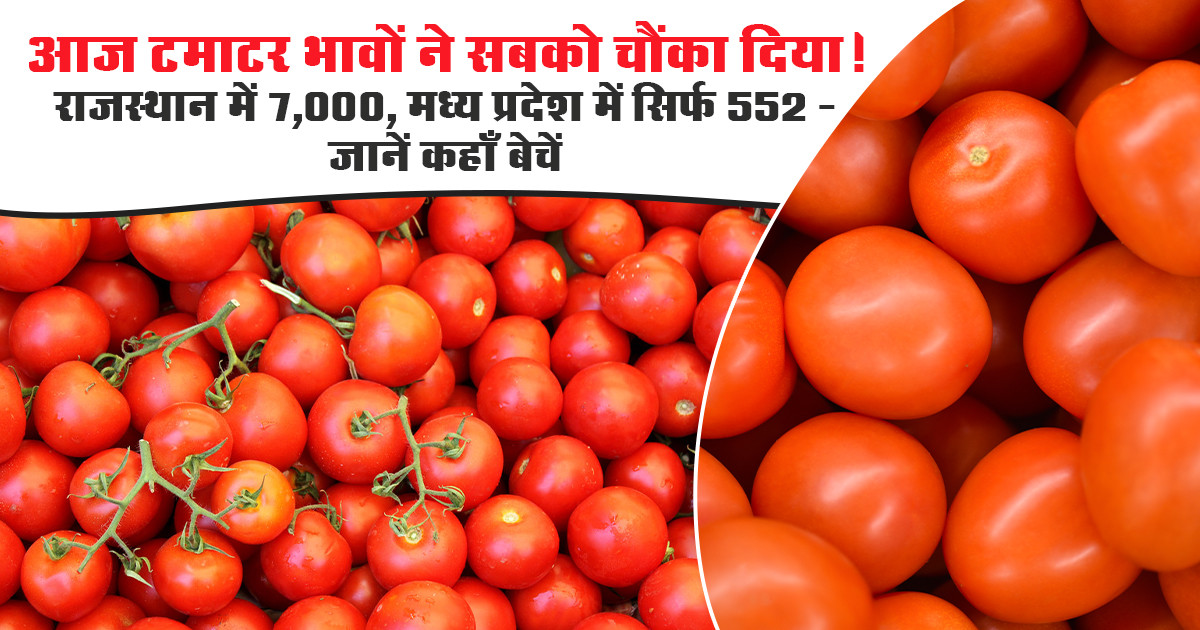 Tomato Mandi Rate - (28 November, 2025)