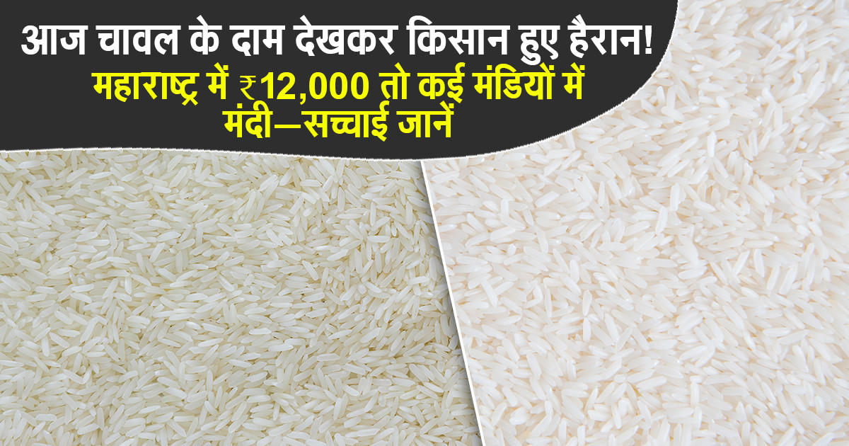 Rice prices in Maharashtra - 29 November, 2025