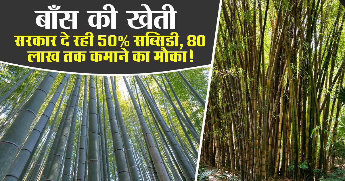 Bamboo cultivation