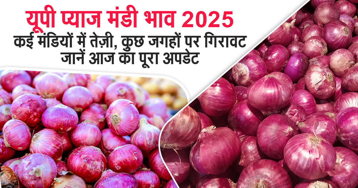 Onion Market Price Today Uttar Pradesh
