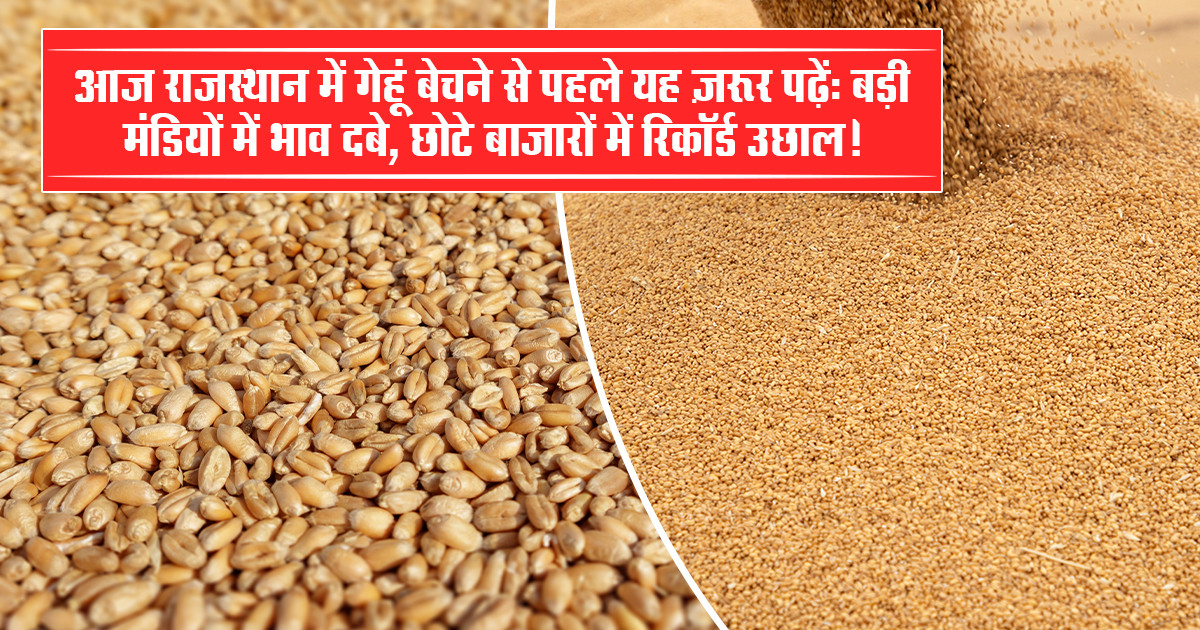 Wheat Prices Today in Rajasthan (December 01, 2025)