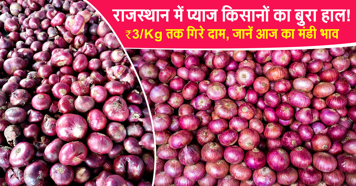 Rajasthan Onion Price Drop