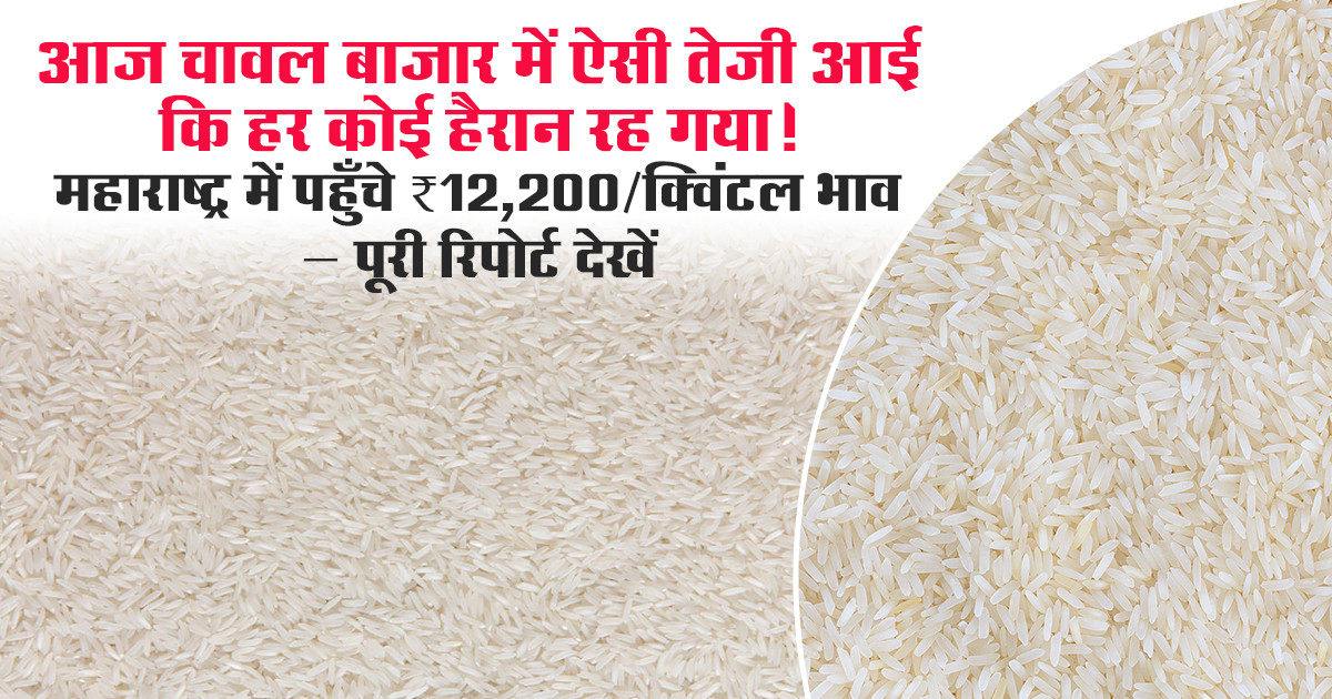 Rice Rates in Gujarat and Maharashtra (03 December, 2025)