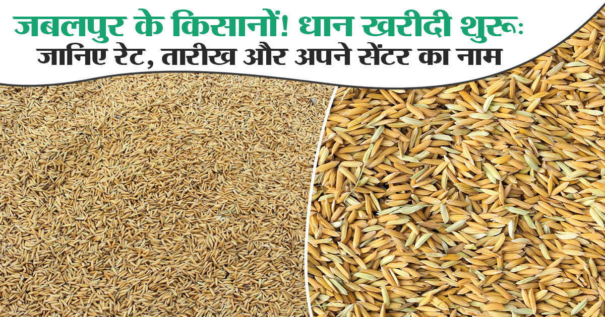 paddy purchase jabalpur