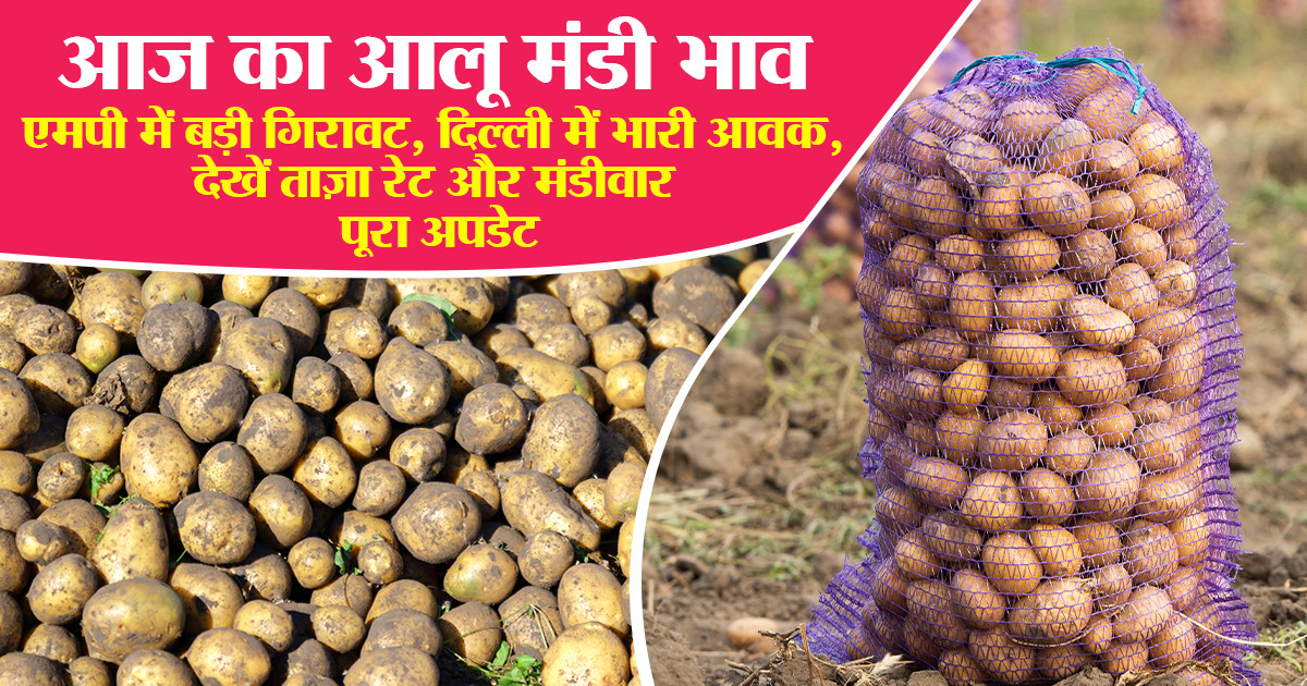 Potato market price today - (04 Dec, 2025)