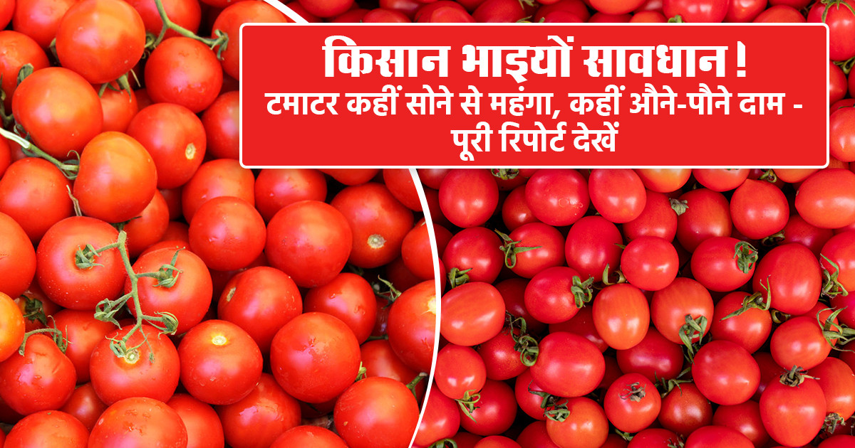 Tomato Price Today Delhi & Maharashtra - (05 Dec 2025)