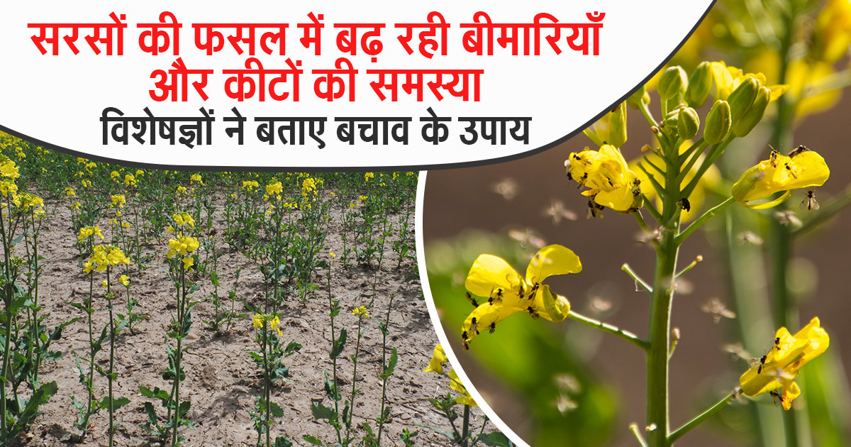 Mustard Cultivation