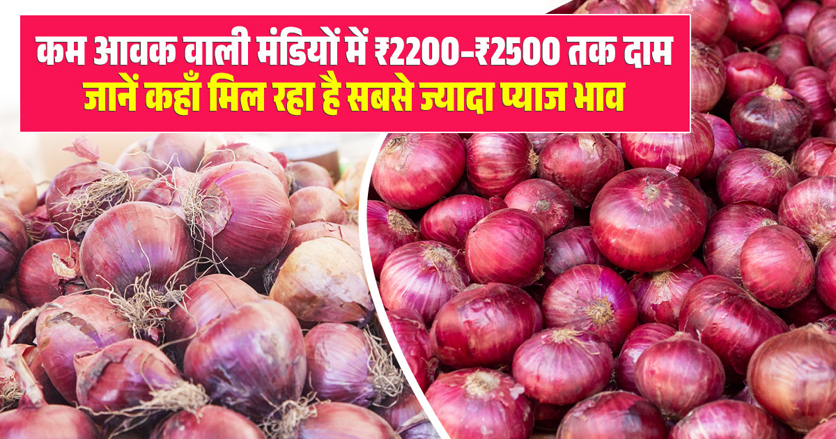 Onion Market Price Today