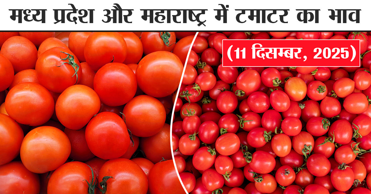 Tomato Prices Today