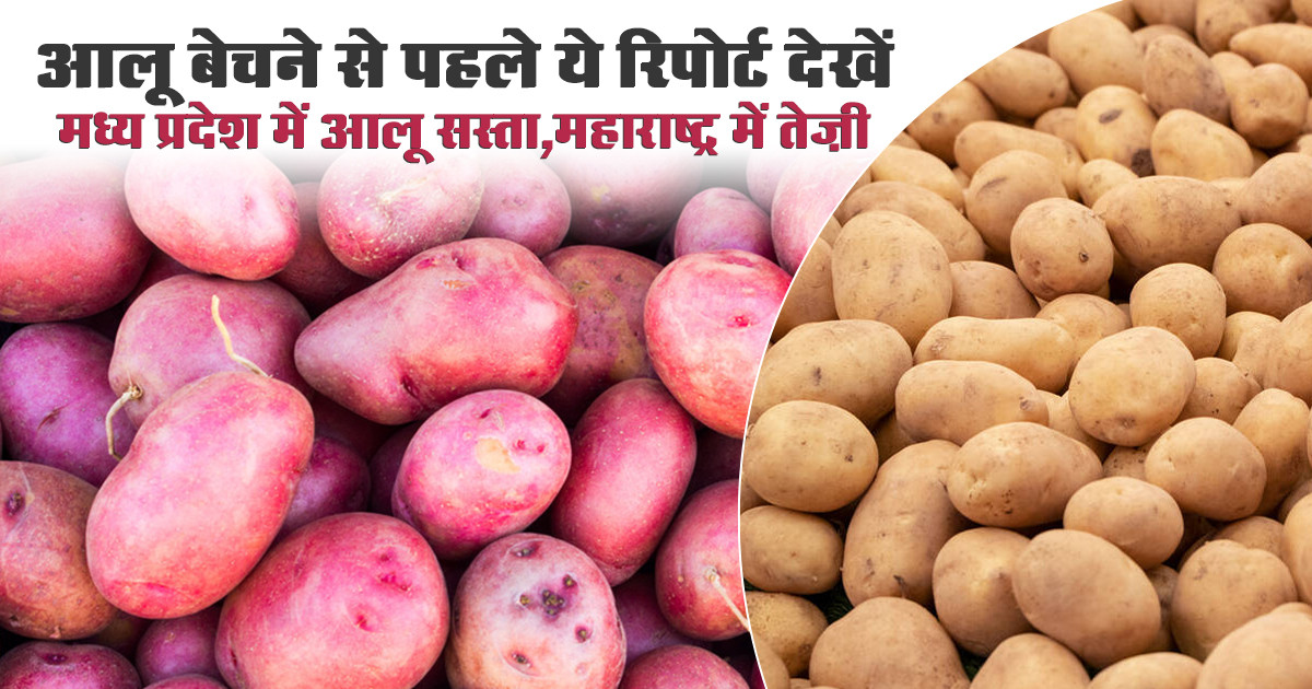MP & Maharashtra Potato Rates (12 December, 2025)