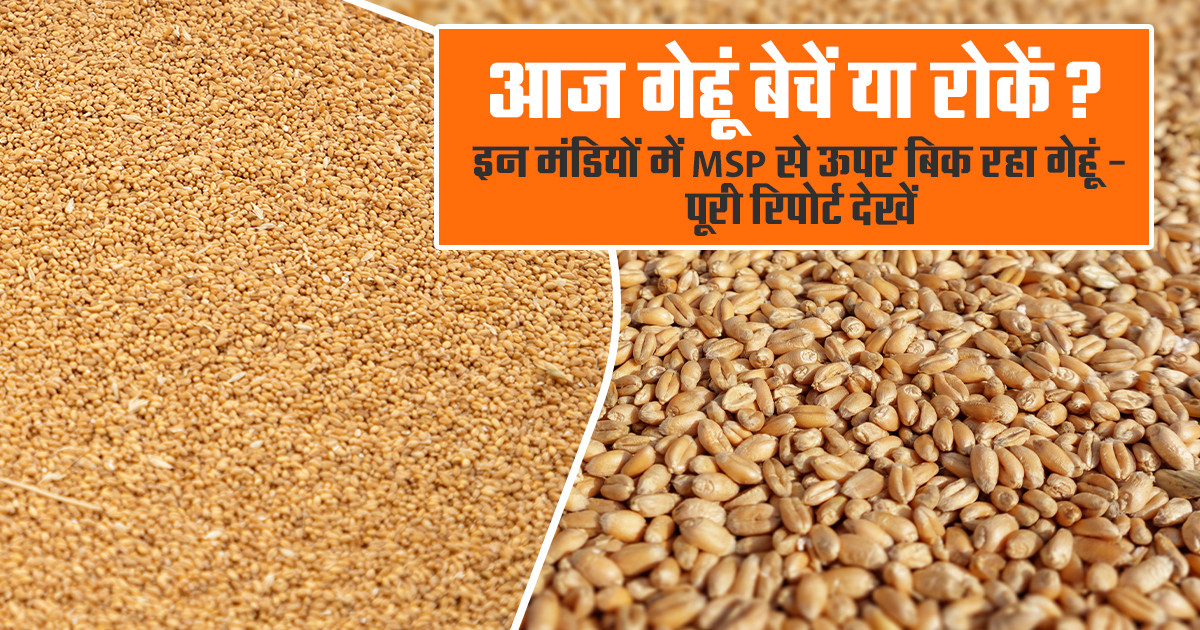 Wheat Market Rate 13 December, 2025