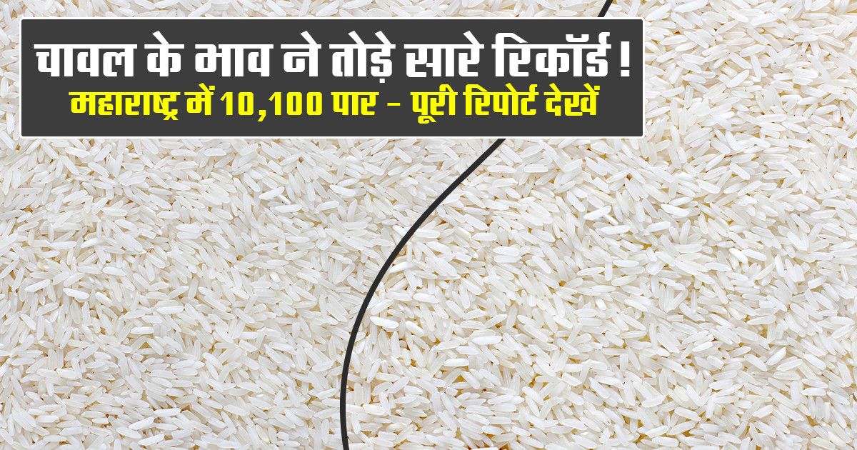 Rice Market Rate Today (December 13, 2025)