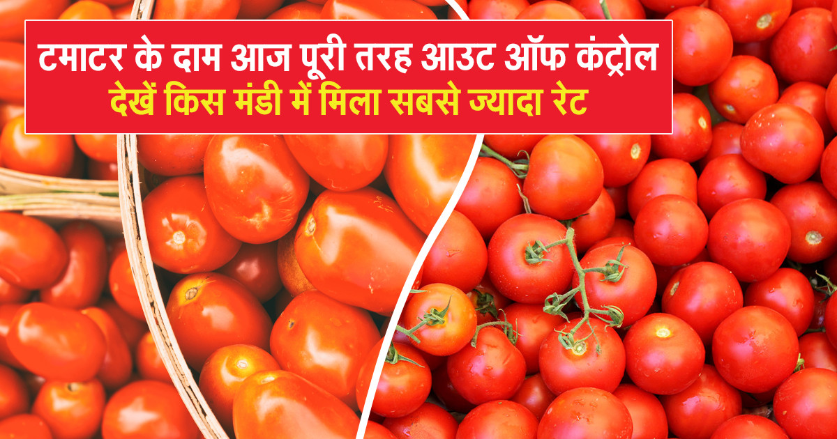 Tomato Prices Today - (14 December, 2025)