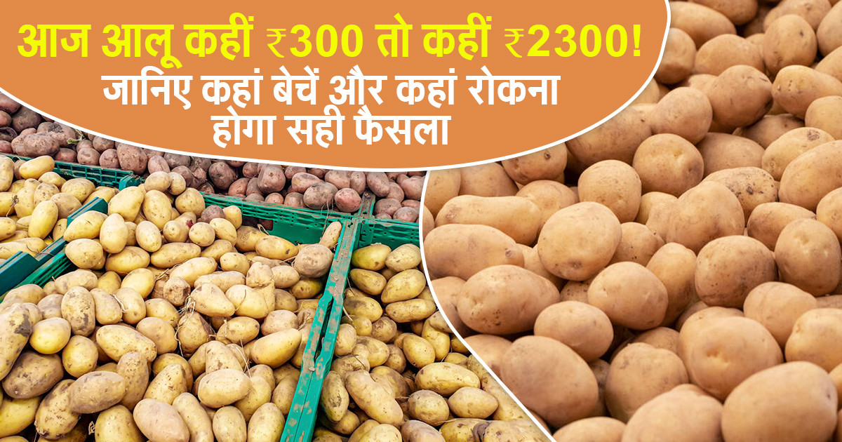 Potato price today - (15 Dec, 2025)