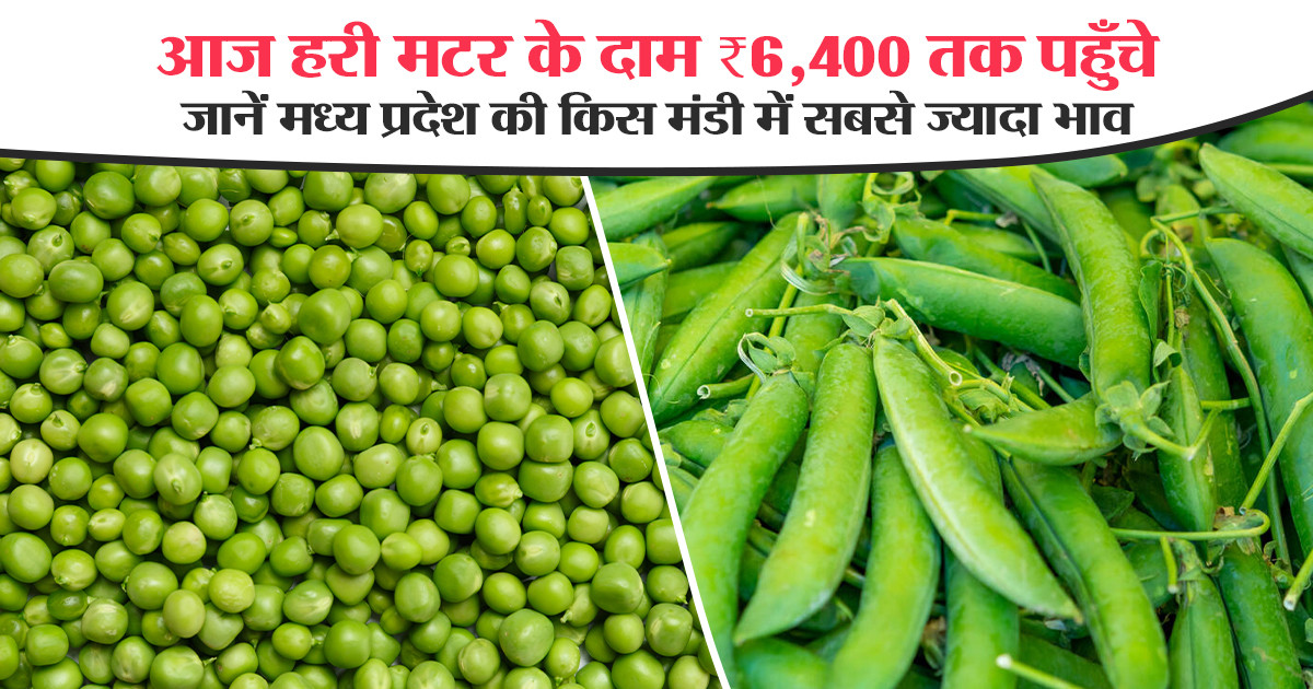 Green Pea Market Prices Madhya Pradesh (17 December, 2025)