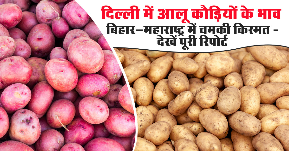 Potato price today