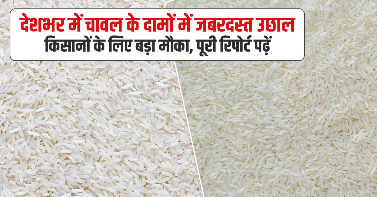 Rice Prices in Uttar Pradesh (20 December, 2025)