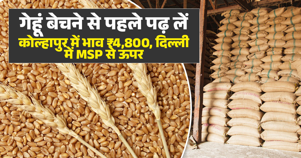 Wheat Market Price Today