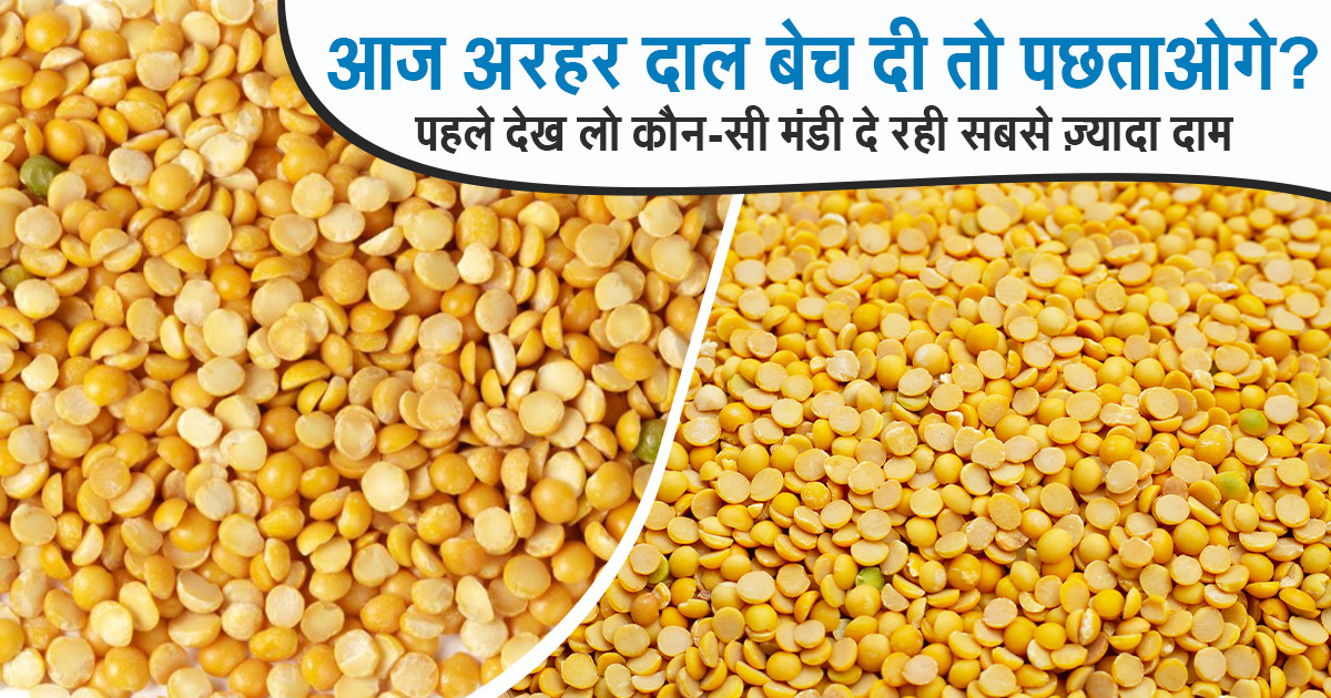 Arhar Dal Mandi Price Today -  (21 Dec, 2025)