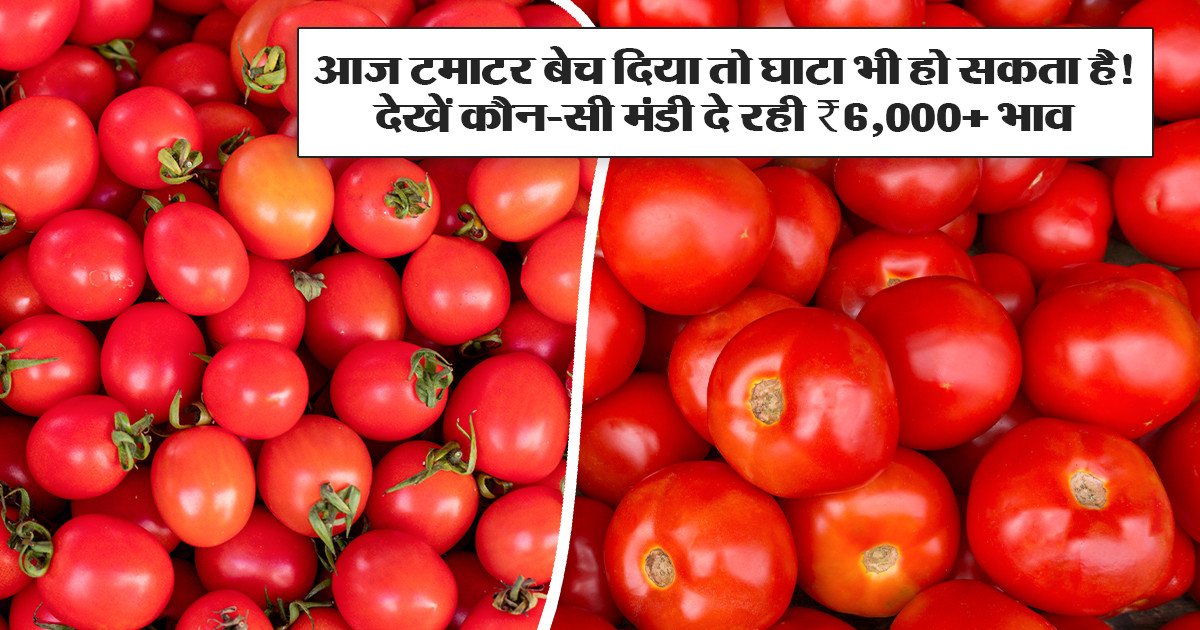 Tomato rate in Maharashtra - (December 21, 2025)