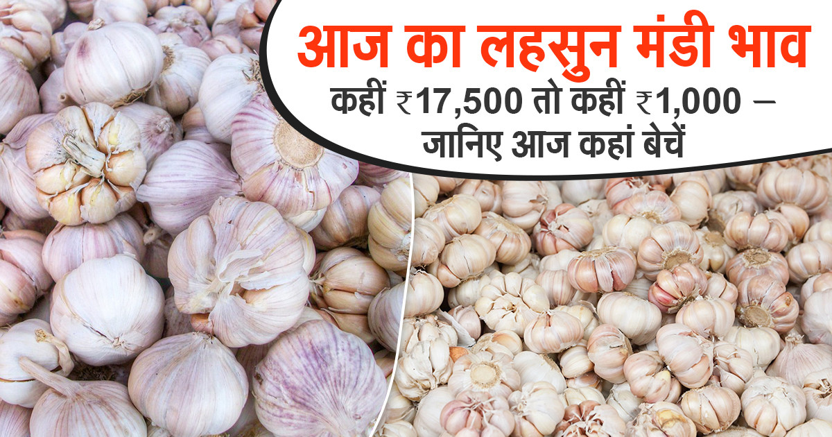 लहसुन का मंडी भाव आज का