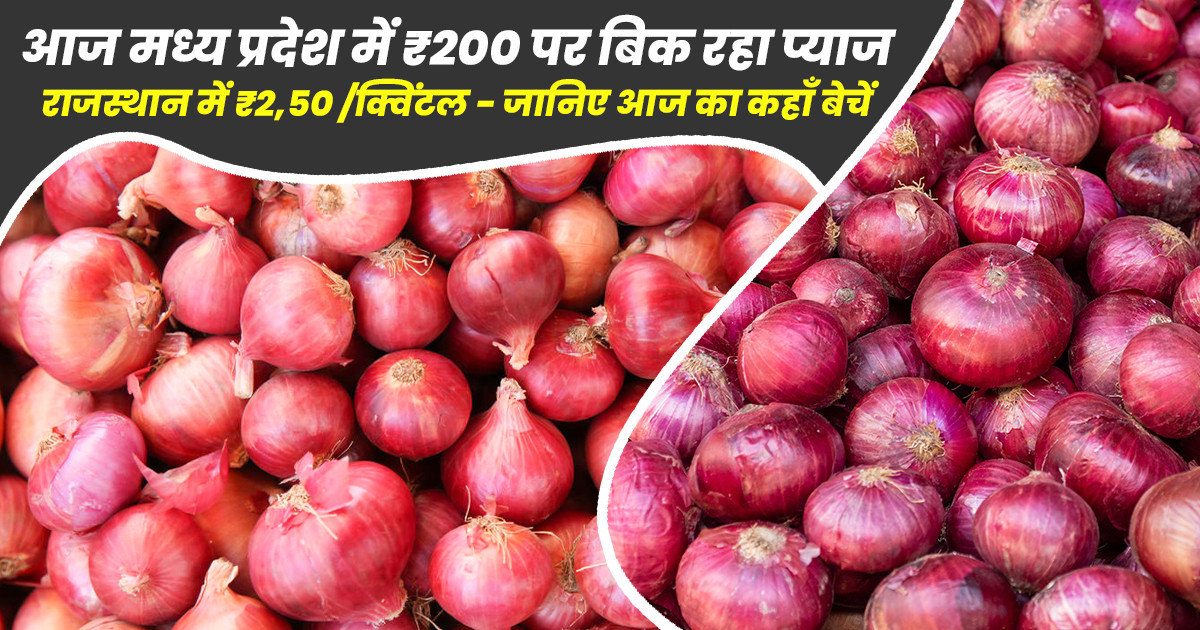 Onion Market Price Today - (23 December, 2025)