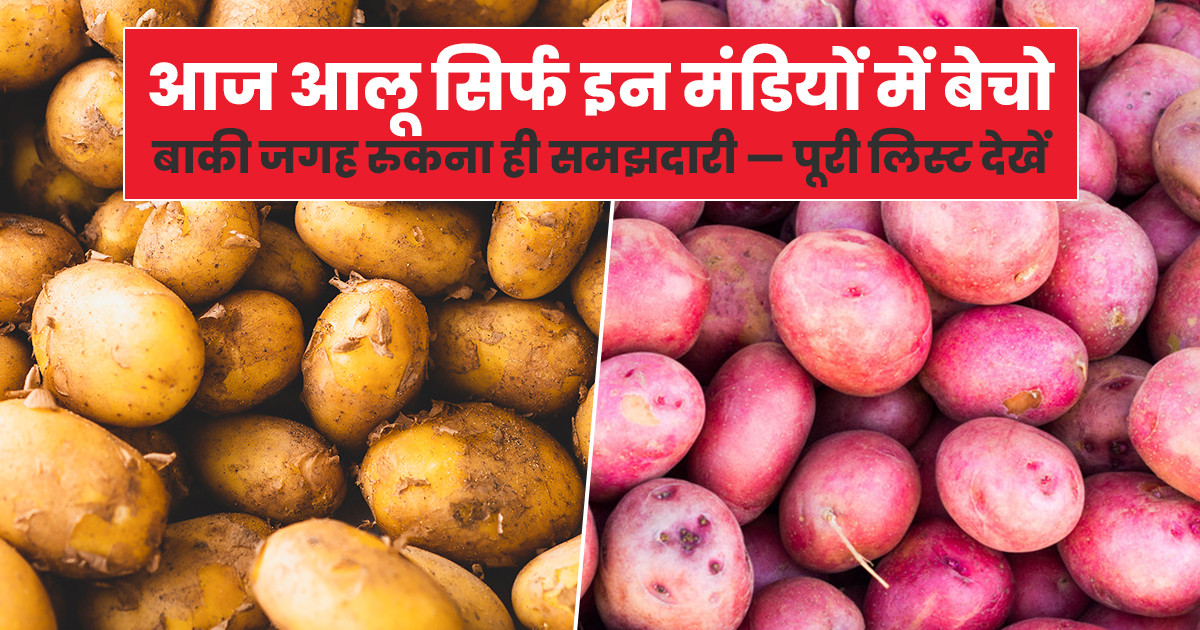 Potato market price today - (23 Dec, 2025)